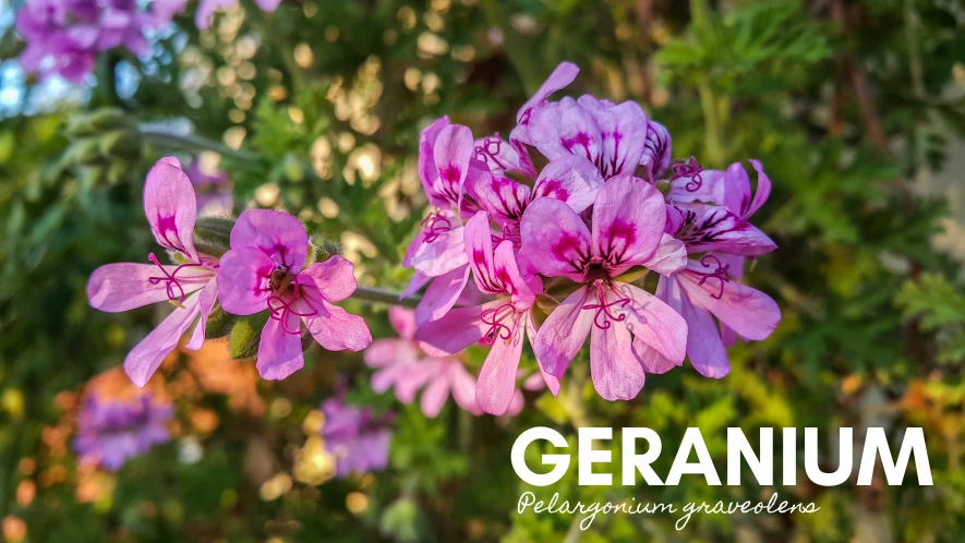 Geranium hero