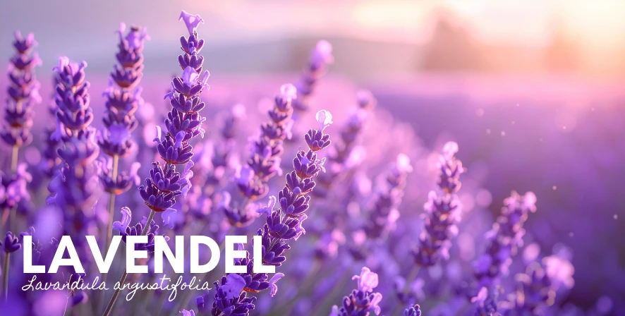 Lavendel hero