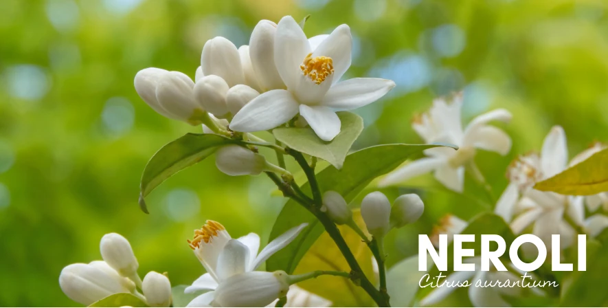 Neroli