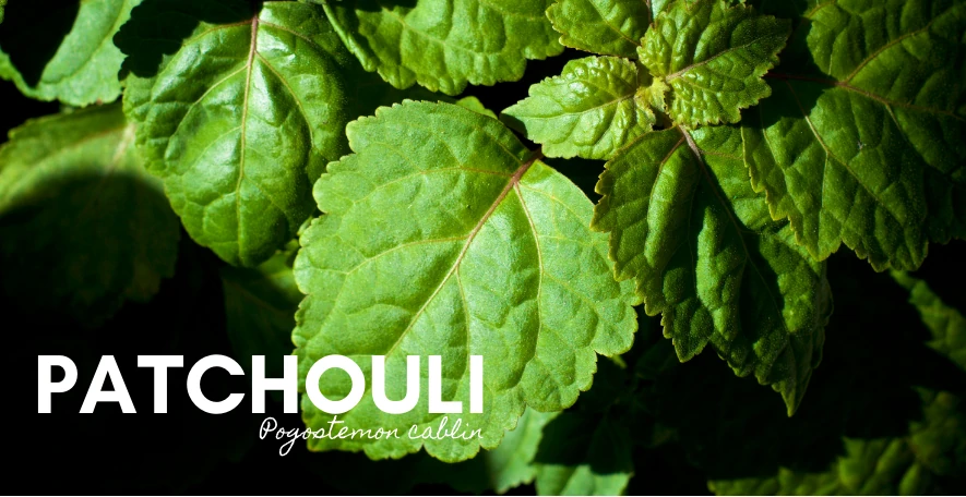 Patchouli hero