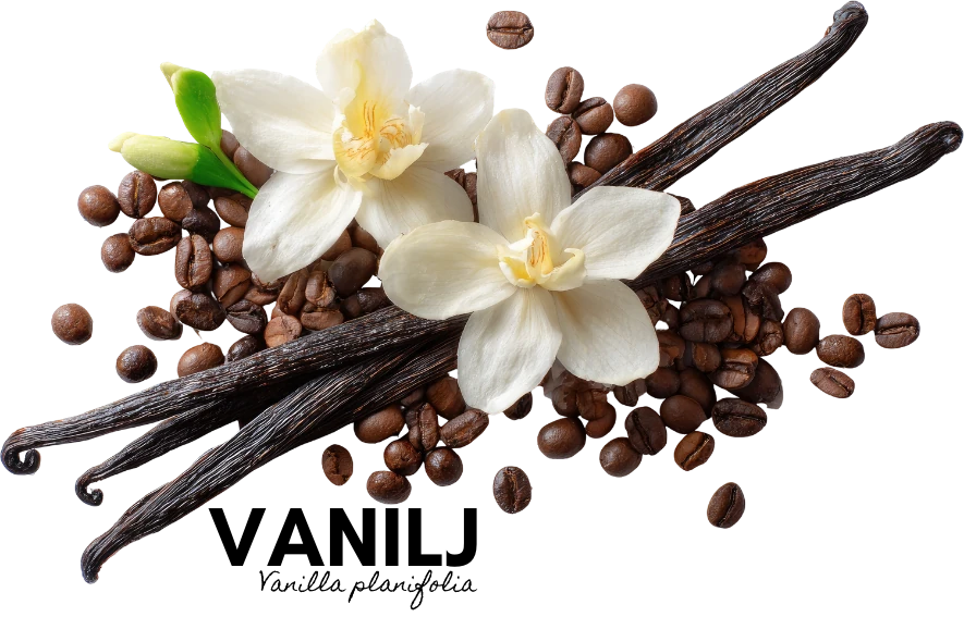 Vanilj