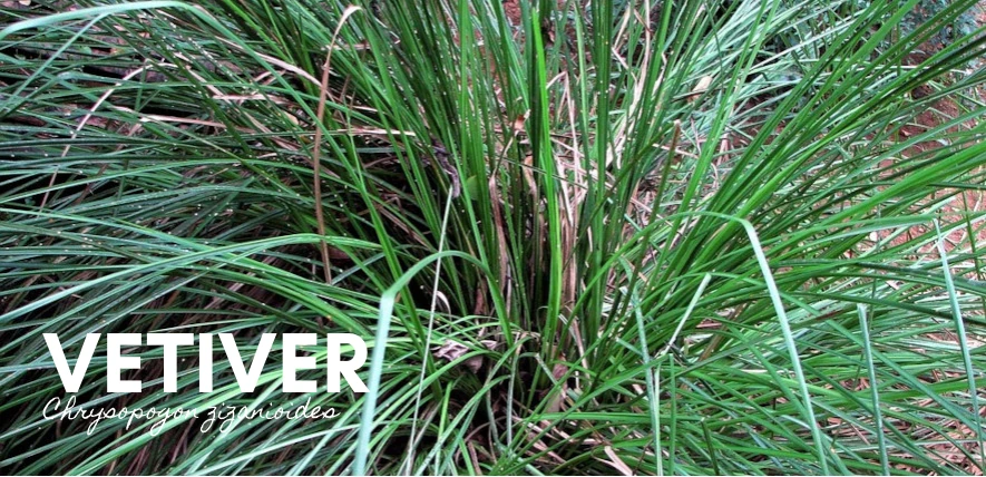 Vetiver hero
